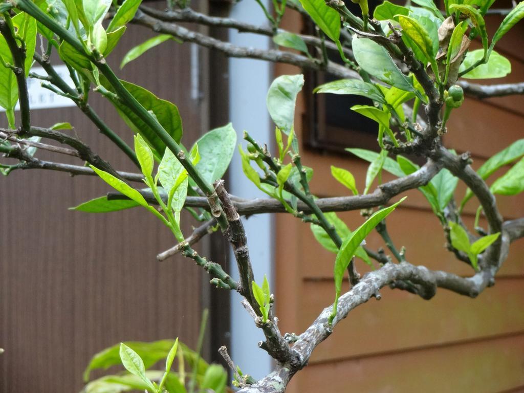 Funamiso Hotel Hachijo Exterior photo